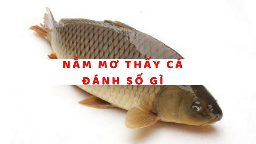Nằm mơ cá chép điềm báo bí ẩn